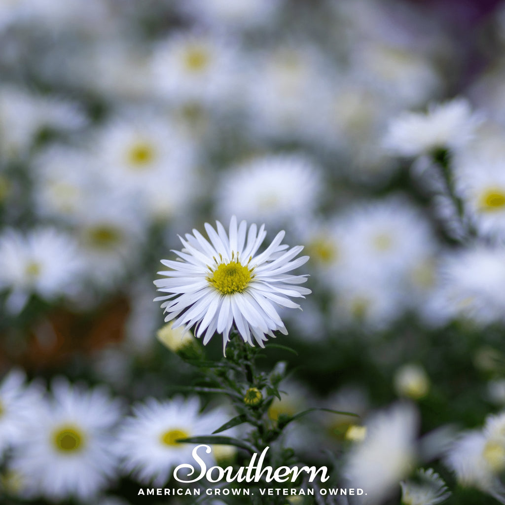 Aster, Heath White (Aster ericoides) - 50 Seeds - Southern Seed Exchange