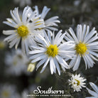 Aster, Heath White (Aster ericoides) - 50 Seeds - Southern Seed Exchange