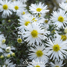 Aster, Heath White (Aster ericoides) - 50 Seeds - Southern Seed Exchange