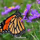 Aster, New England (Aster novae-angliae) - 200 Seeds - Southern Seed Exchange