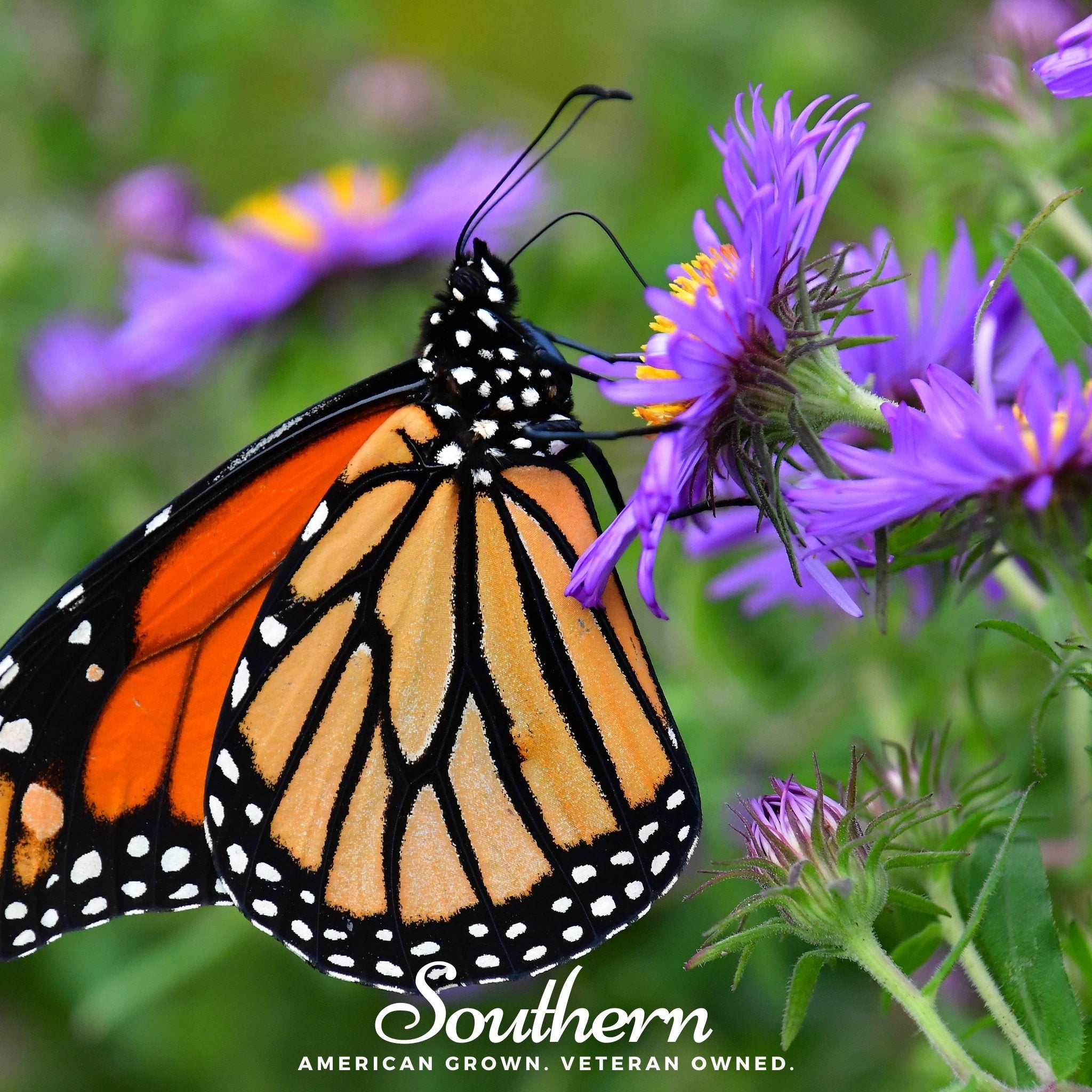 Aster, New England (Aster novae-angliae) - 200 Seeds - Southern Seed Exchange