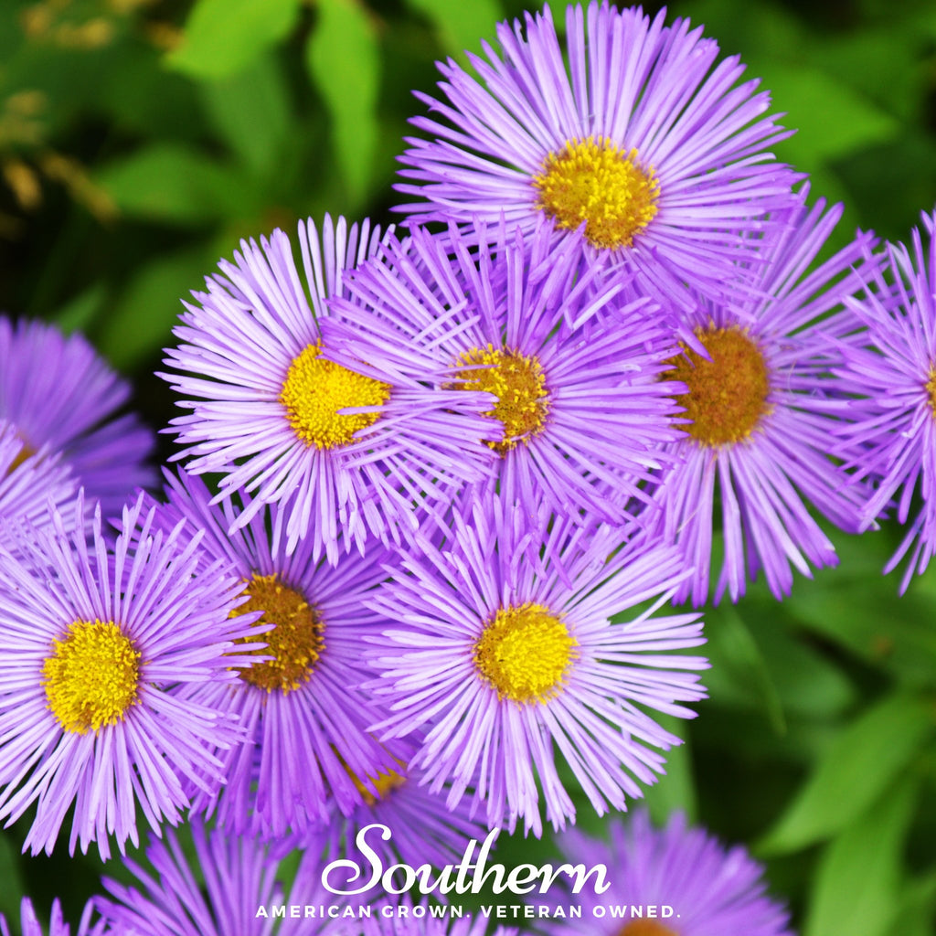 Aster, New England (Aster novae-angliae) - 200 Seeds - Southern Seed Exchange