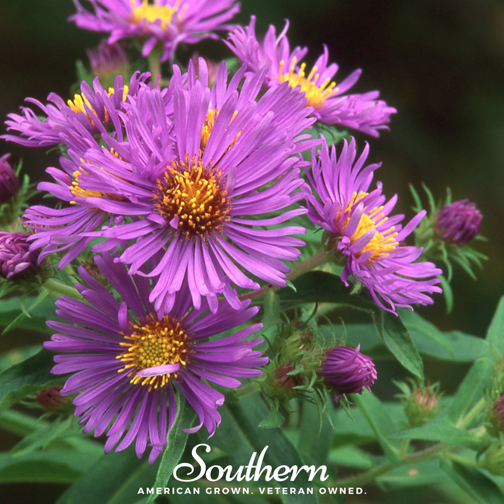 Aster, New England (Aster novae-angliae) - 200 Seeds - Southern Seed Exchange