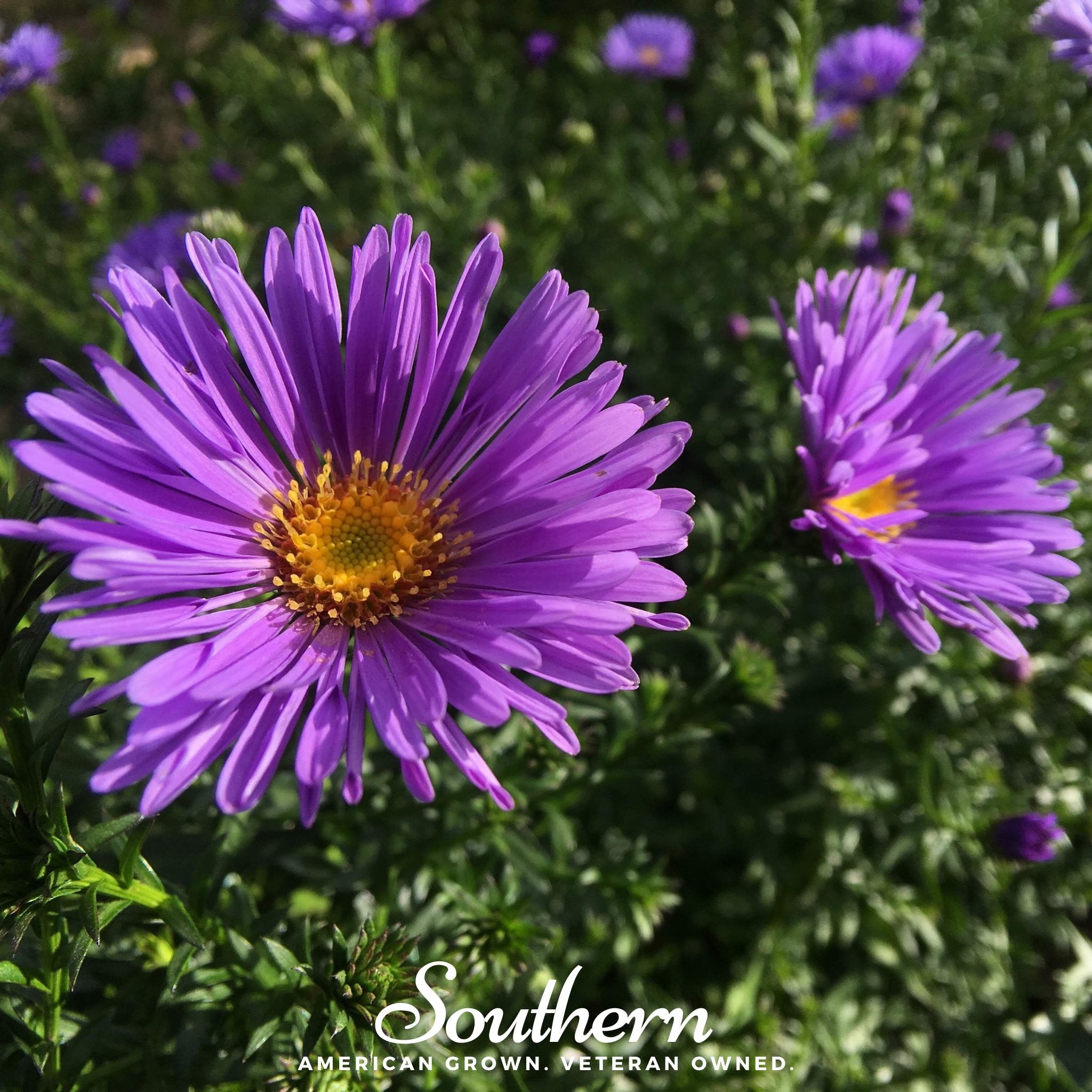 Aster, New England (Aster novae-angliae) - 200 Seeds - Southern Seed Exchange