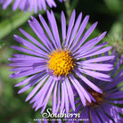 Aster, New England (Aster novae-angliae) - 200 Seeds - Southern Seed Exchange