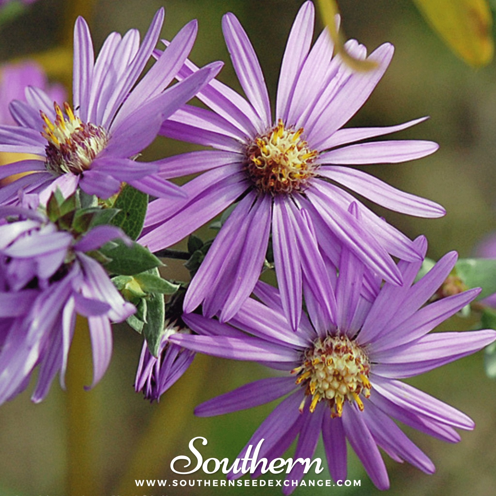 Southern Seed Exchange Aster, Silky (Aster sericeus) - 25 Seeds