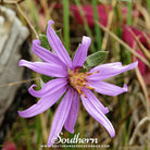 Southern Seed Exchange Aster, Silky (Aster sericeus) - 25 Seeds