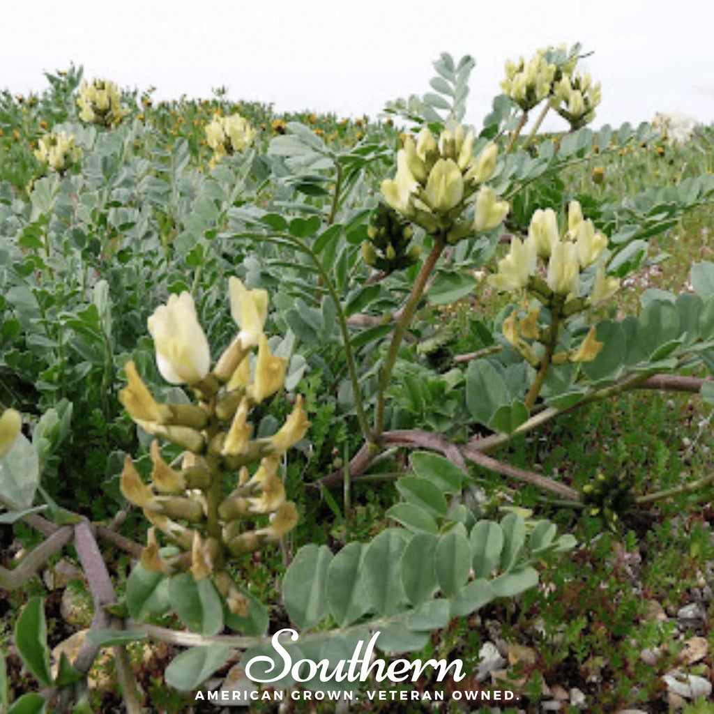 Astragalus - Huang Qi (Astragalus Membranaceus) - 25 Seeds - Southern Seed Exchange