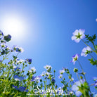 Baby Blue Eyes (Nemophila menziesii) - 200 Seeds - Southern Seed Exchange