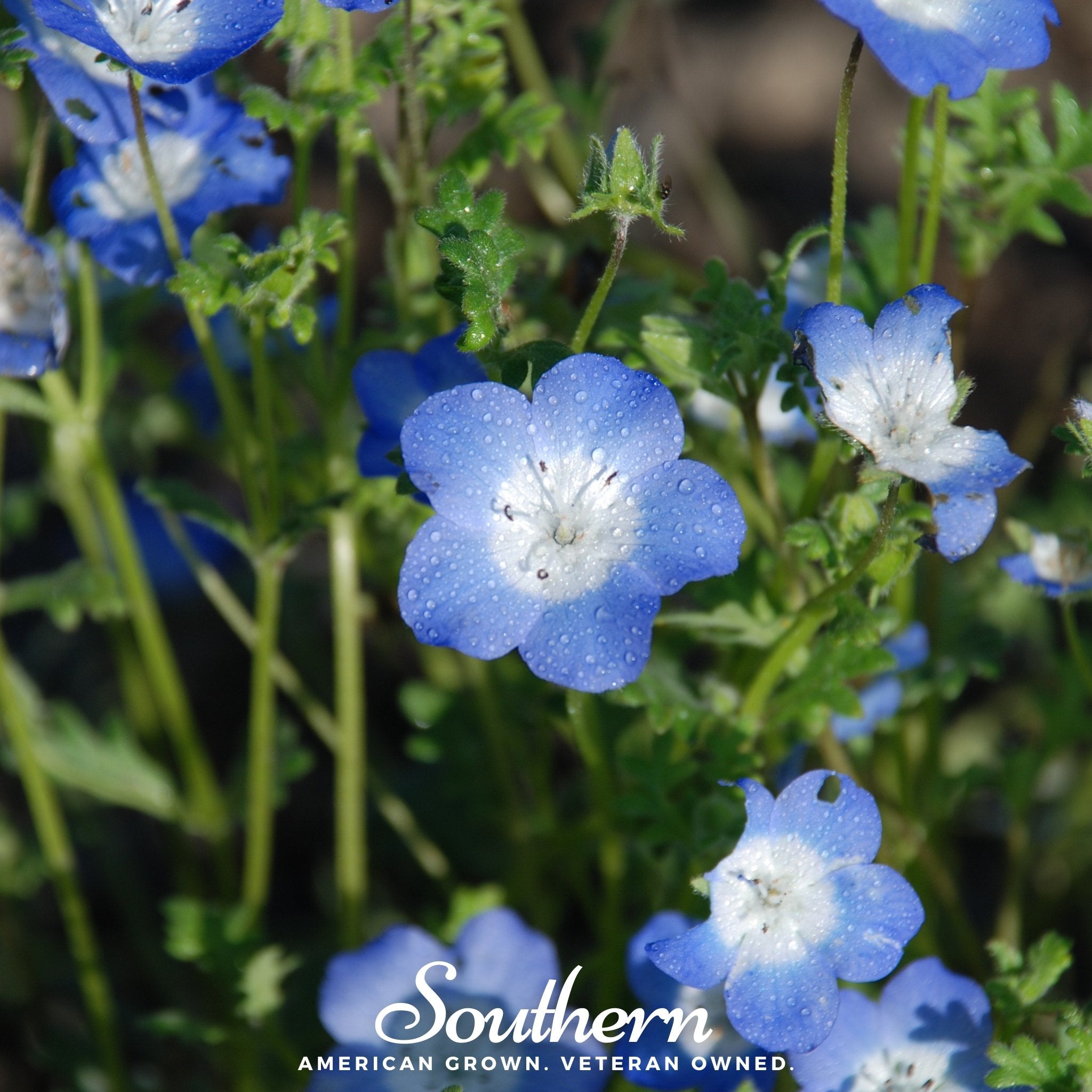 Baby Blue Eyes (Nemophila menziesii) - 200 Seeds - Southern Seed Exchange