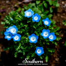 Baby Blue Eyes (Nemophila menziesii) - 200 Seeds - Southern Seed Exchange