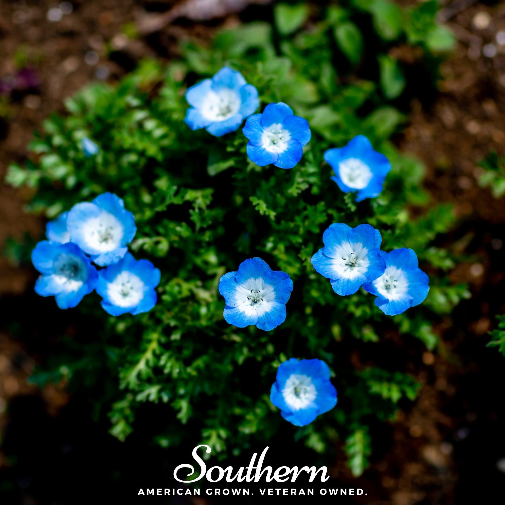 Baby Blue Eyes (Nemophila menziesii) - 200 Seeds - Southern Seed Exchange