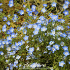 Baby Blue Eyes (Nemophila menziesii) - 200 Seeds - Southern Seed Exchange