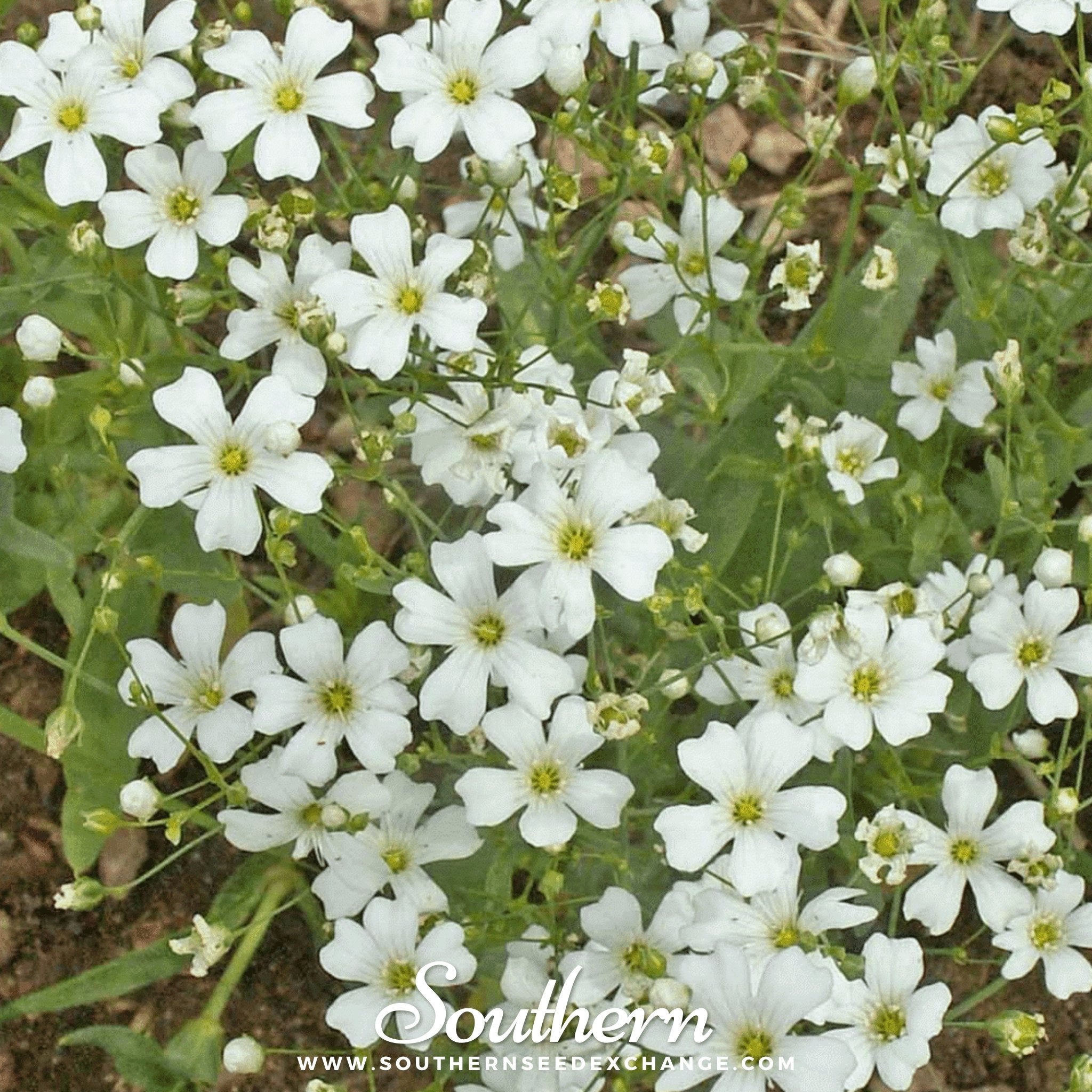 Southern Seed Exchange Baby's Breath, Annual, Covenant Garden (Gypsophila elegans) - 500 Seeds