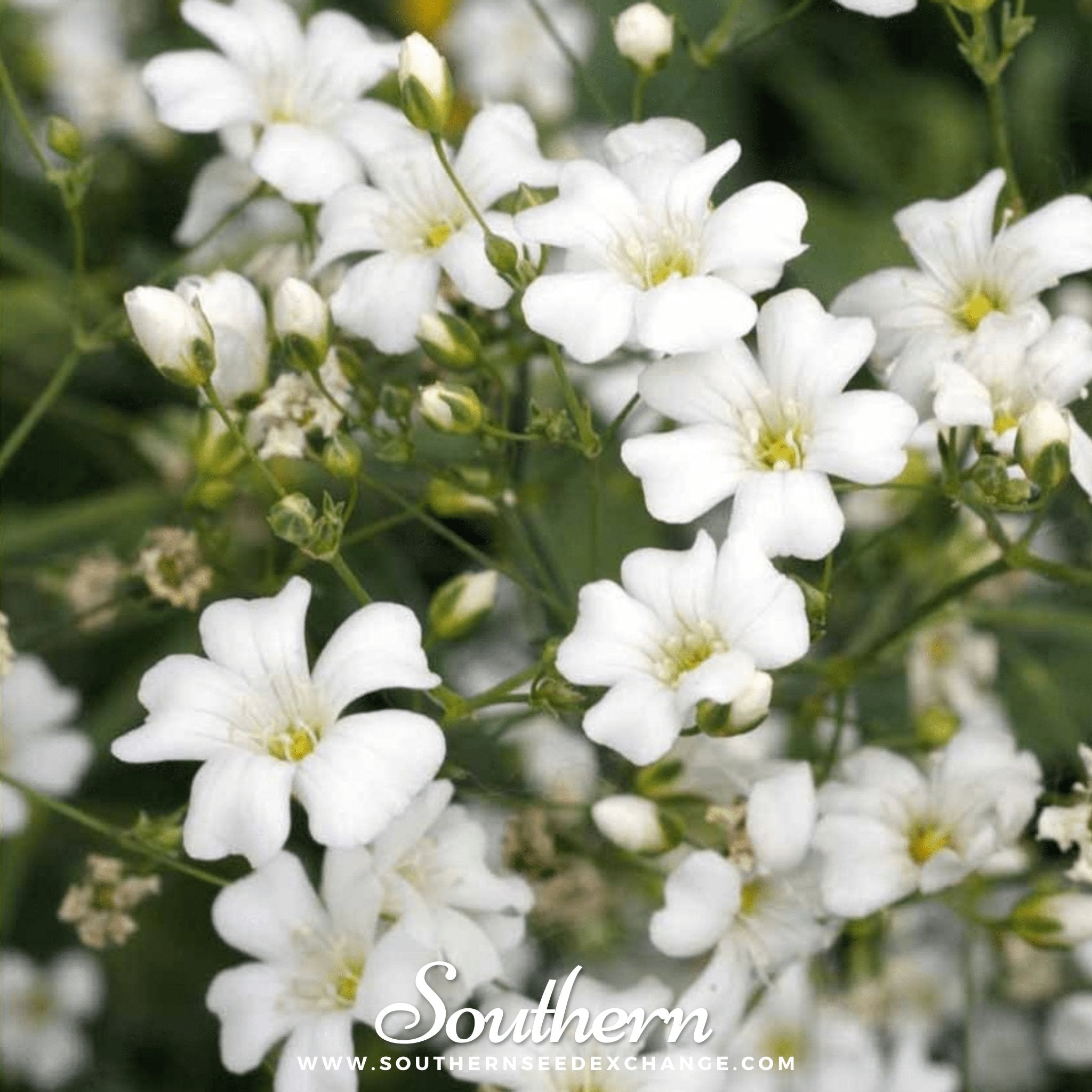 Southern Seed Exchange Baby's Breath, Annual, Covenant Garden (Gypsophila elegans) - 500 Seeds