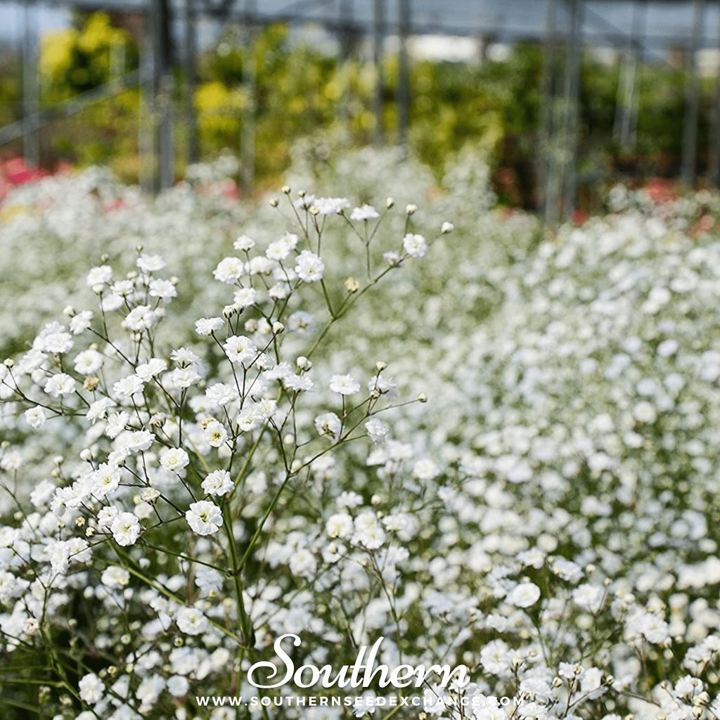 Southern Seed Exchange Baby's Breath, Annual, Covenant Garden (Gypsophila elegans) - 500 Seeds