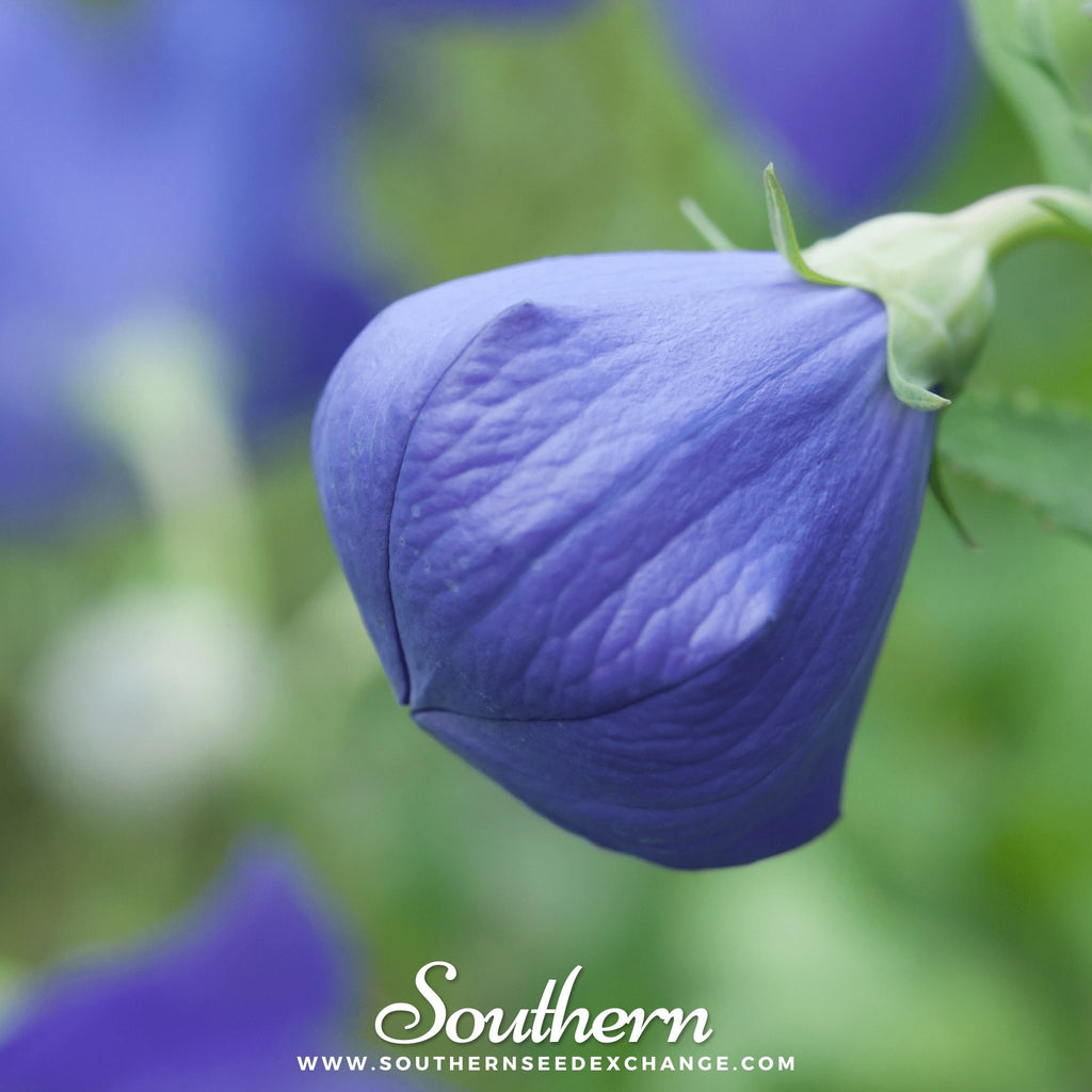 Southern Seed Exchange Balloon Flower, Blue (Platycodon Grandiflorus) - 50 Seeds