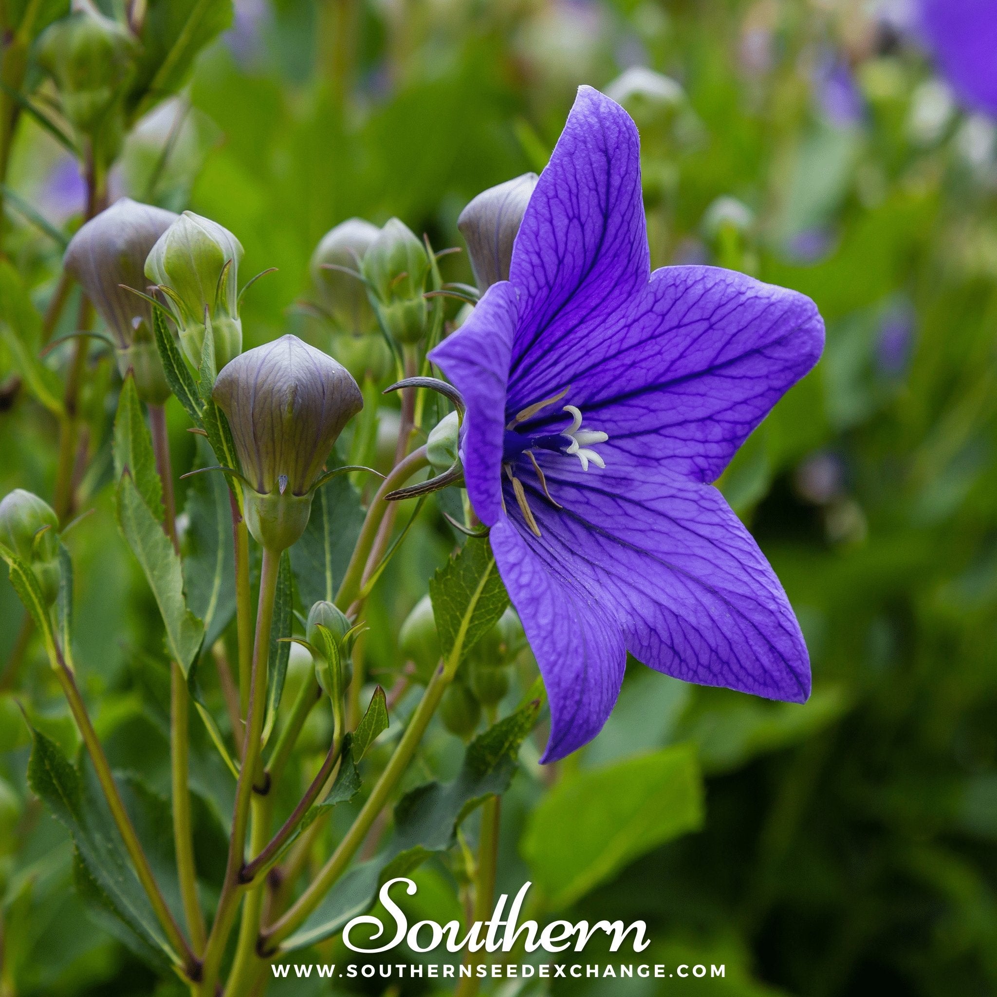 Southern Seed Exchange Balloon Flower, Blue (Platycodon Grandiflorus) - 50 Seeds