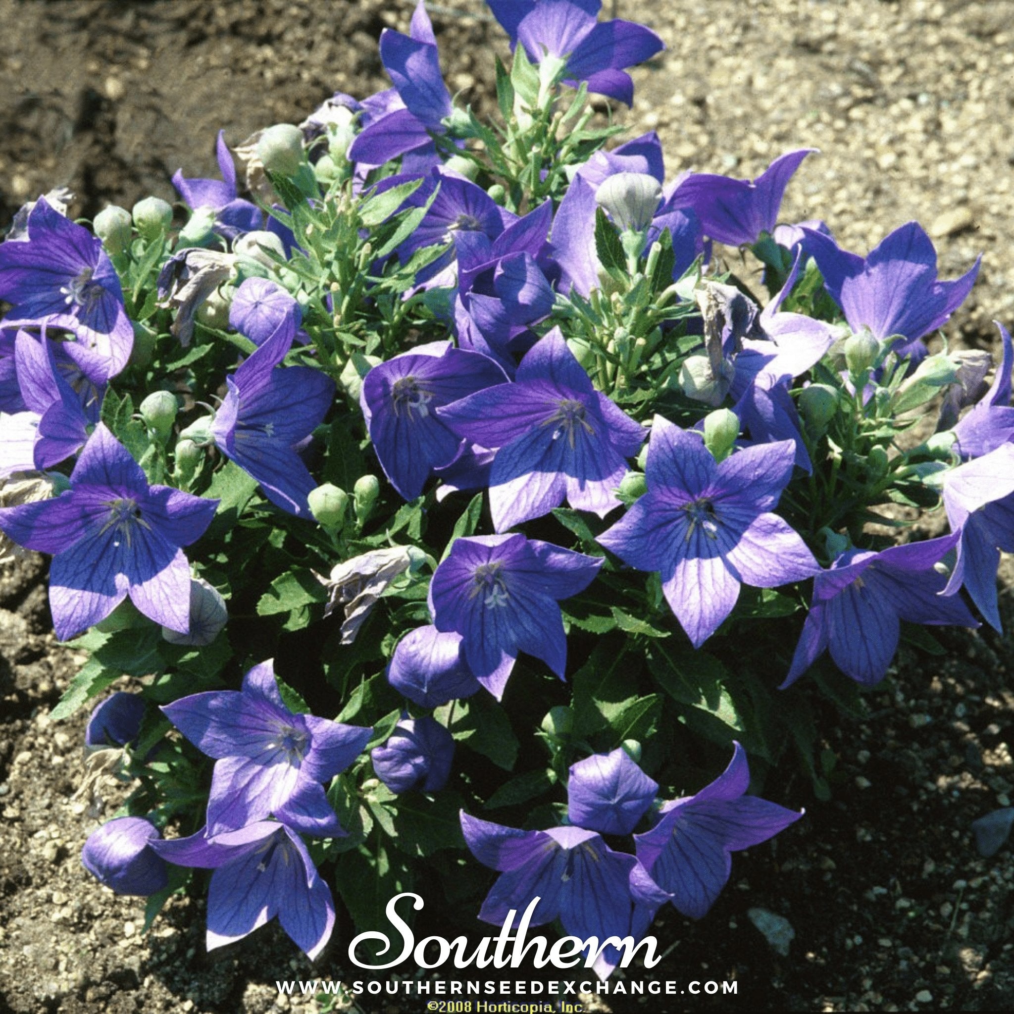 Southern Seed Exchange Balloon Flower, Blue (Platycodon Grandiflorus) - 50 Seeds