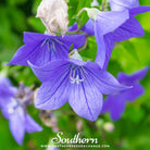 Southern Seed Exchange Balloon Flower, Blue (Platycodon Grandiflorus) - 50 Seeds