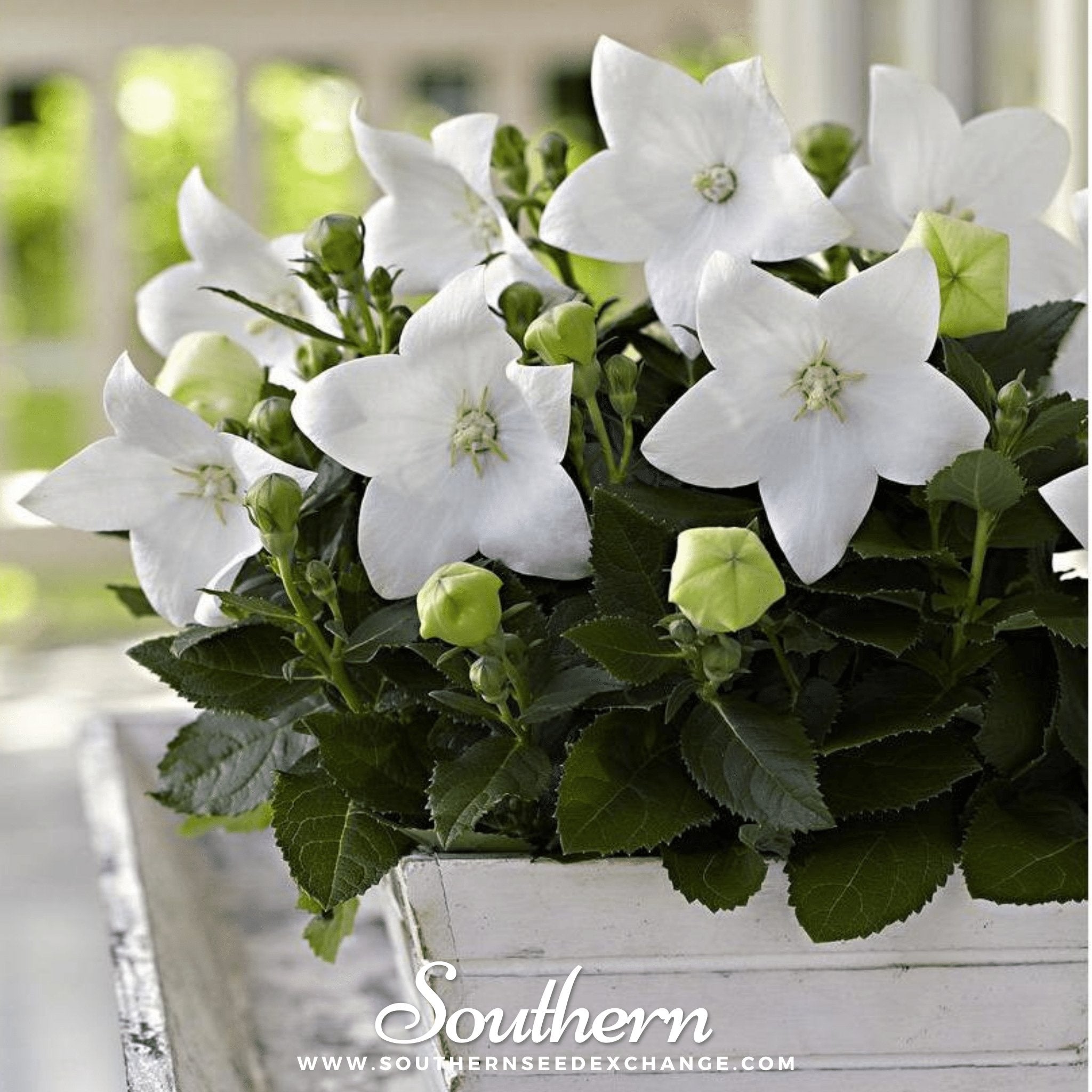 Southern Seed Exchange Balloon Flower, White (Platycodon Grandiflorus) - 50 Seeds