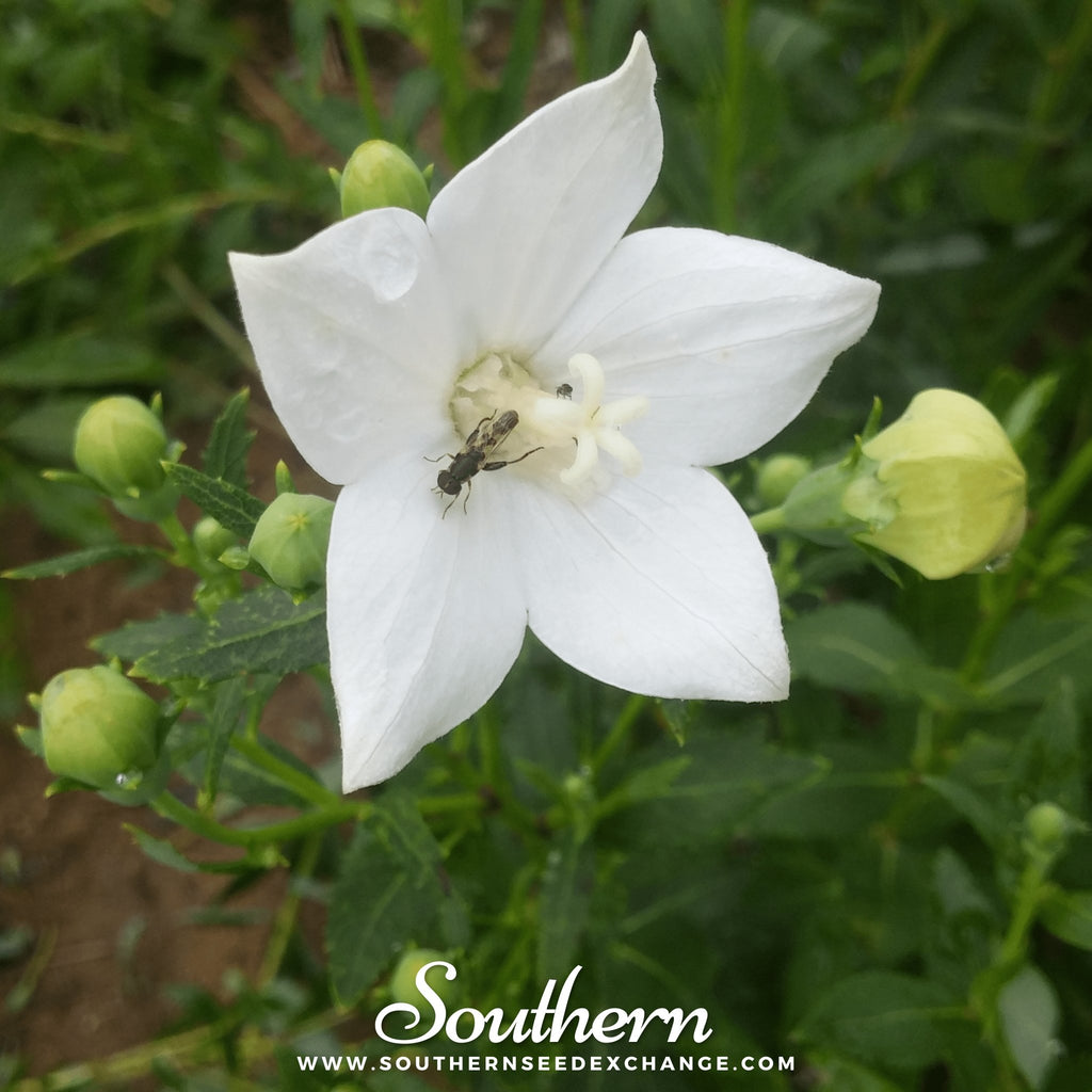 Southern Seed Exchange Balloon Flower, White (Platycodon Grandiflorus) - 50 Seeds
