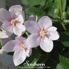 Southern Seed Exchange Balloon Flower, White (Platycodon Grandiflorus) - 50 Seeds