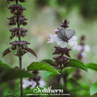 Basil, Anise (Ocimum basilicum) - 250 Seeds - Southern Seed Exchange