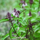 Basil, Anise (Ocimum basilicum) - 250 Seeds - Southern Seed Exchange