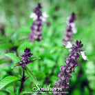 Basil, Anise (Ocimum basilicum) - 250 Seeds - Southern Seed Exchange