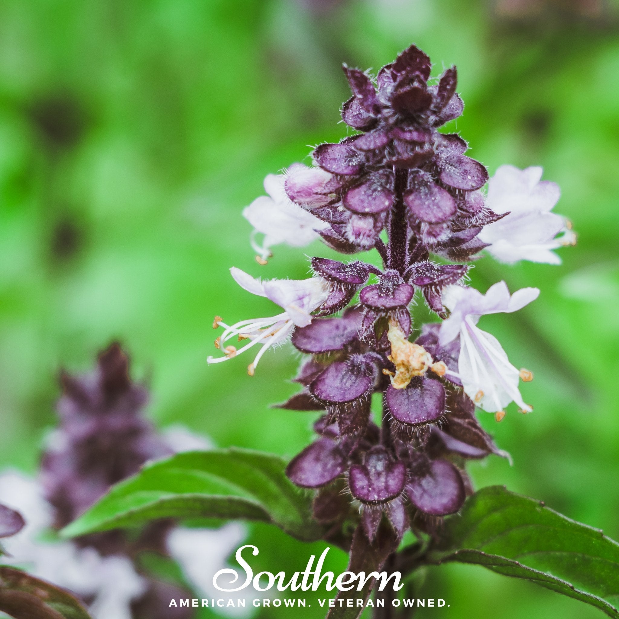 Basil, Anise (Ocimum basilicum) - 250 Seeds - Southern Seed Exchange