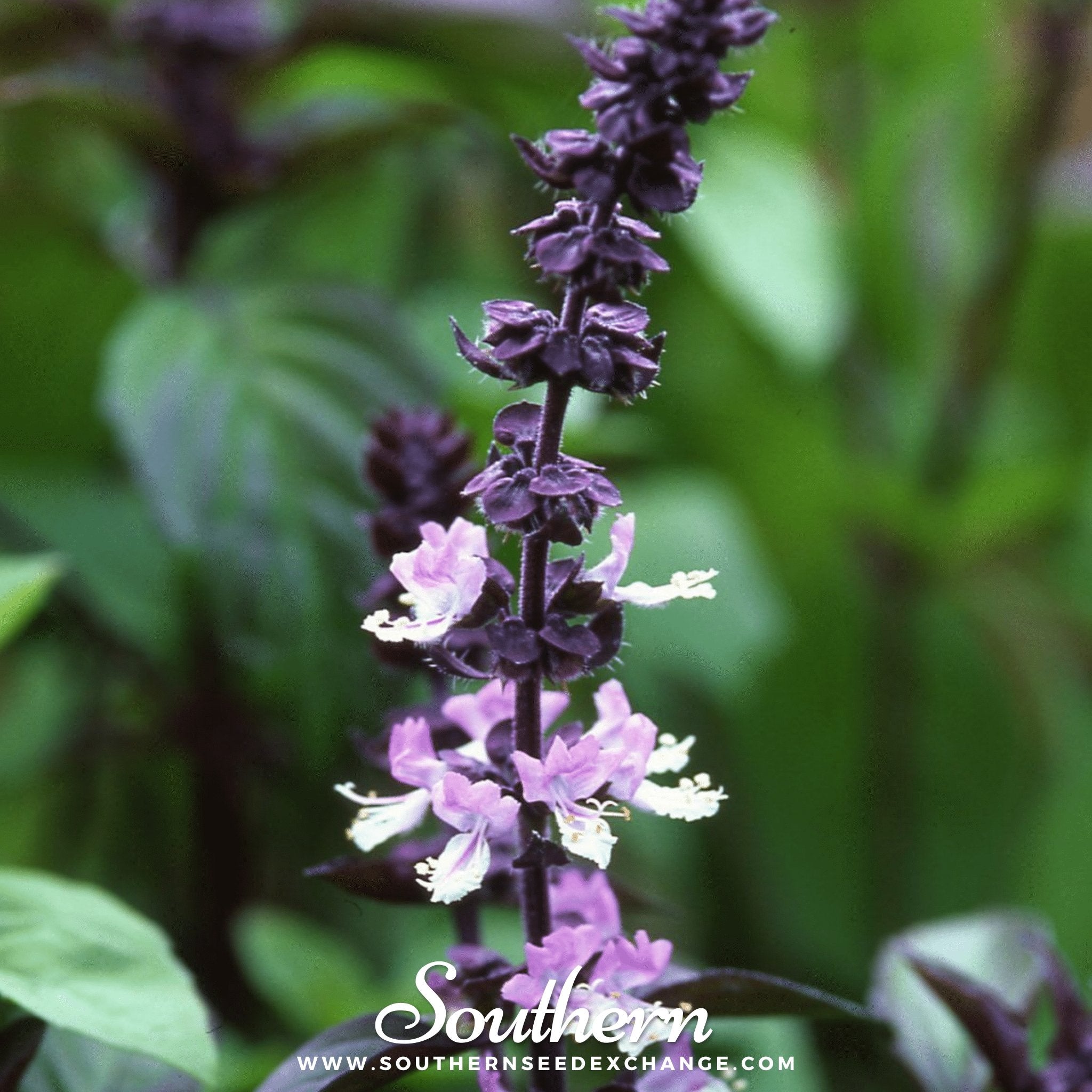 Southern Seed Exchange Basil, Cinnamon (Ocimum Basilicum Cinnamon) - 100 Seeds