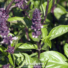 Southern Seed Exchange Basil, Cinnamon (Ocimum Basilicum Cinnamon) - 100 Seeds