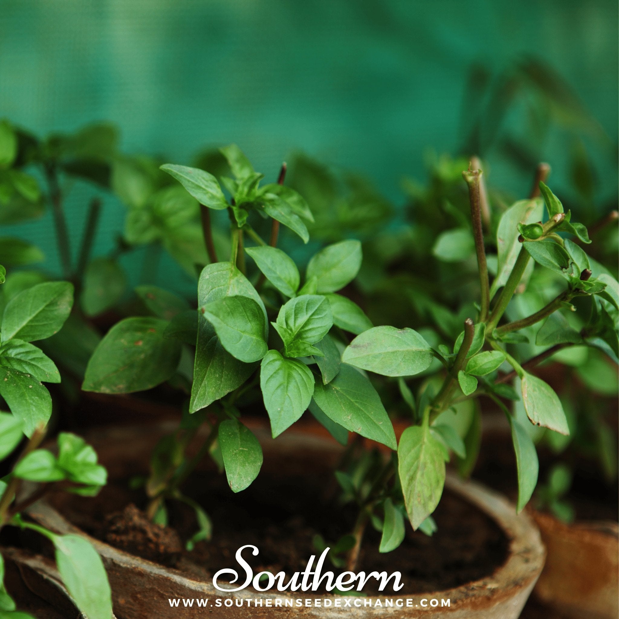 Southern Seed Exchange Basil, Cinnamon (Ocimum Basilicum Cinnamon) - 100 Seeds