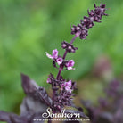 Southern Seed Exchange Basil, Dark Opal (Ocimum Basilicum Dark Opal) - 100 Seeds