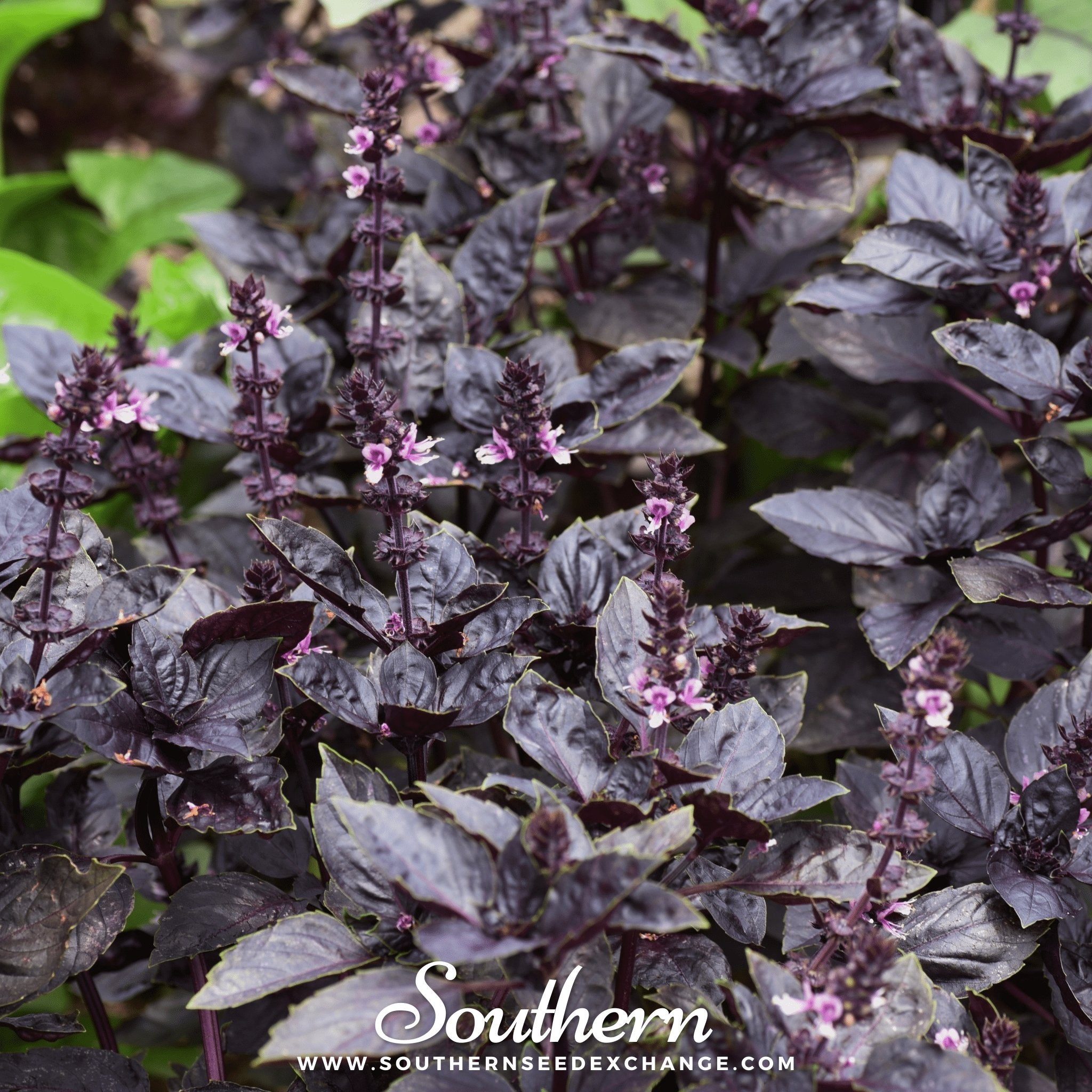 Southern Seed Exchange Basil, Dark Opal (Ocimum Basilicum Dark Opal) - 100 Seeds