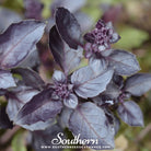 Southern Seed Exchange Basil, Dark Opal (Ocimum Basilicum Dark Opal) - 100 Seeds