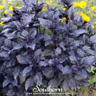 Southern Seed Exchange Basil, Dark Opal (Ocimum Basilicum Dark Opal) - 100 Seeds