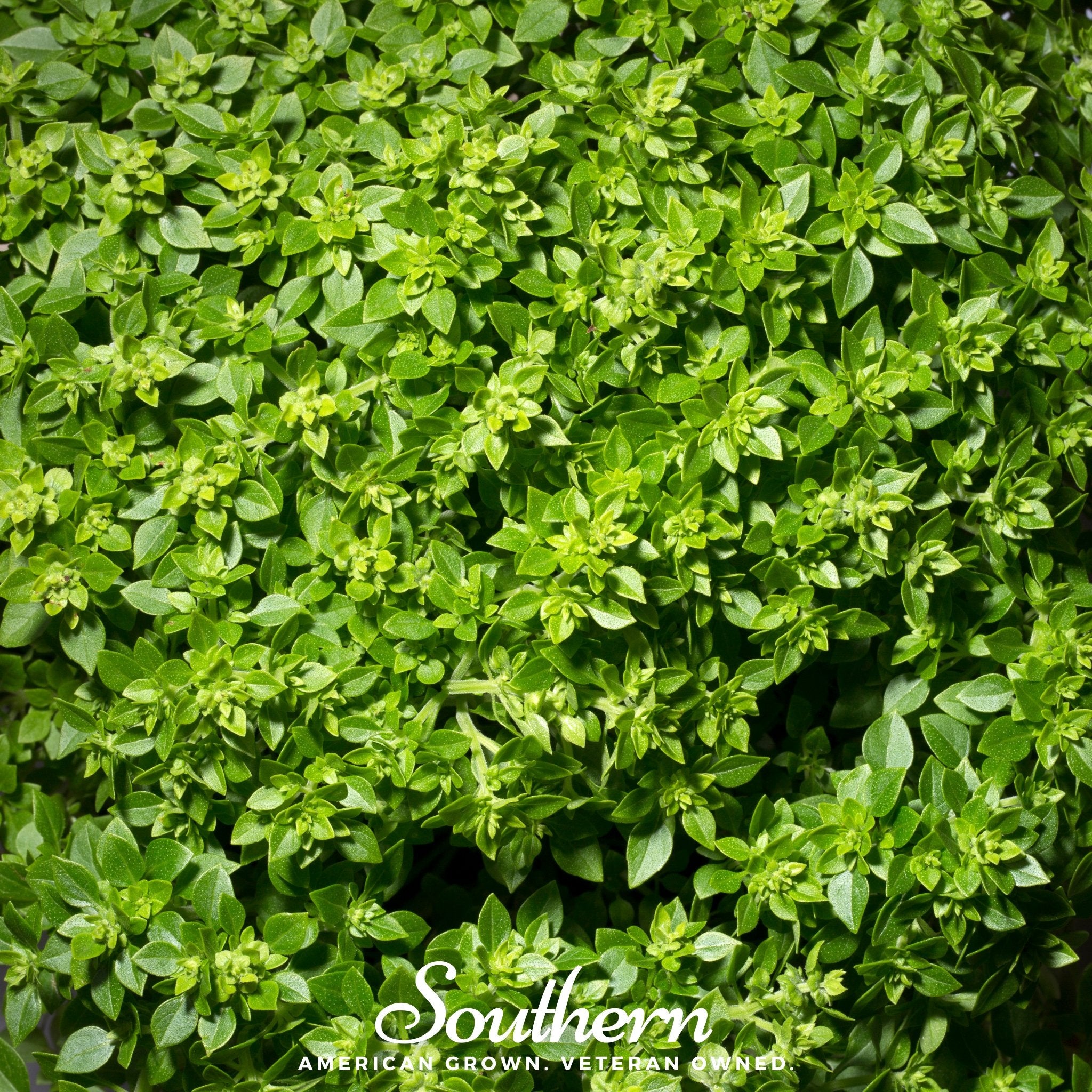 Basil, Dwarf Greek (Ocimum basilicum) - 250 Seeds - Southern Seed Exchange