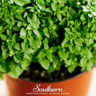 Basil, Dwarf Greek (Ocimum basilicum) - 250 Seeds - Southern Seed Exchange