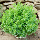 Basil, Dwarf Greek (Ocimum basilicum) - 250 Seeds - Southern Seed Exchange