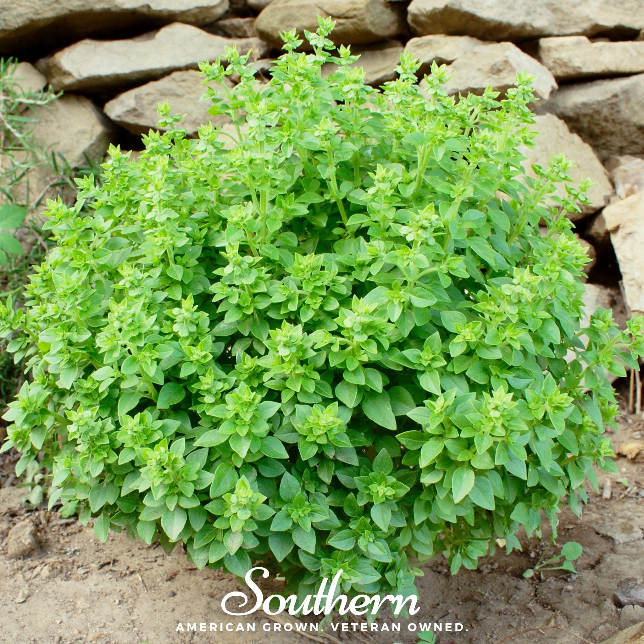 Basil, Dwarf Greek (Ocimum basilicum) - 250 Seeds - Southern Seed Exchange