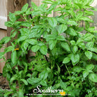 Southern Seed Exchange Basil, Genovese (Ocimum Basilicum Genovese) - 100 Seeds