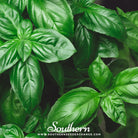 Southern Seed Exchange Basil, Genovese (Ocimum Basilicum Genovese) - 100 Seeds