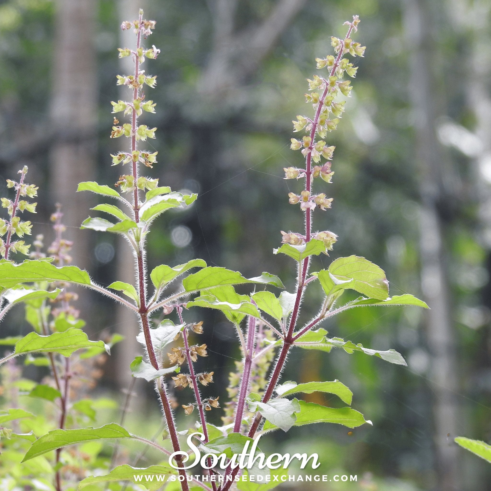 Southern Seed Exchange Basil, Holy Kapoor Tulsi - 100 Seeds