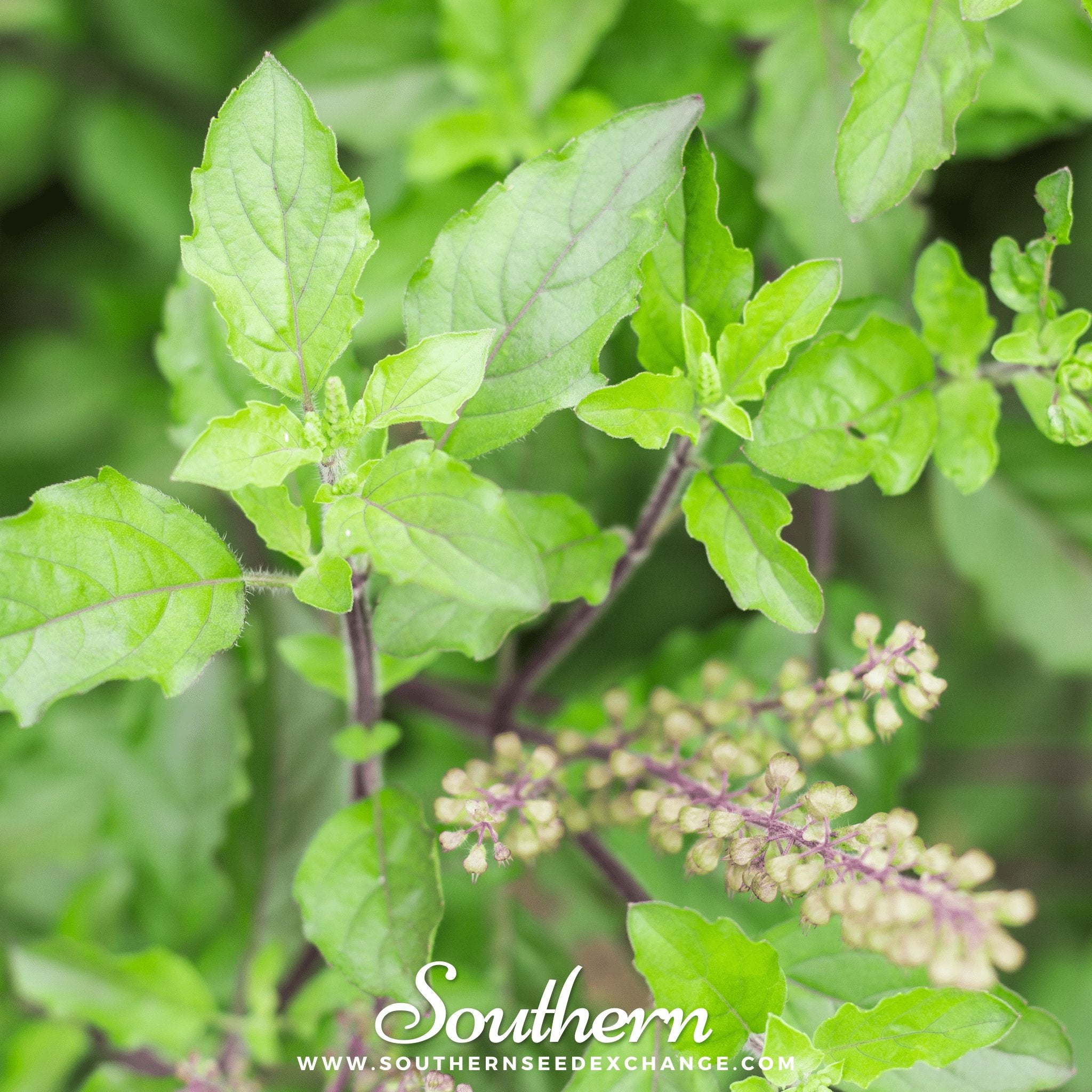 Southern Seed Exchange Basil, Holy Kapoor Tulsi - 100 Seeds