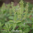 Southern Seed Exchange Basil, Holy Kapoor Tulsi - 100 Seeds