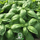 Basil, Italian Large Leaf (Ocimum basilicum) - 250 Seeeds - Southern Seed Exchange