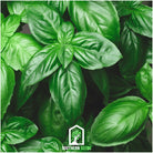 Basil, Italian Large Leaf (Ocimum basilicum) - 250 Seeeds - Southern Seed Exchange