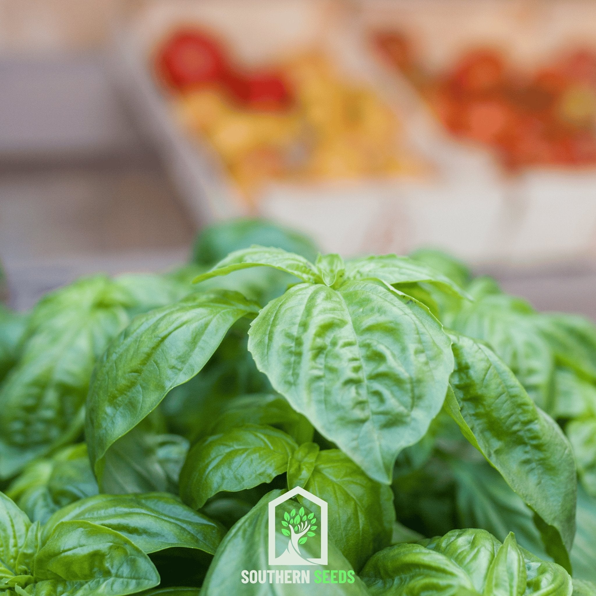 Basil, Italian Large Leaf (Ocimum basilicum) - 250 Seeeds - Southern Seed Exchange